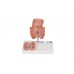 model hemoroidów - 3b smart anatomy - 1000315 [k27] 3b scientific modele anatomiczne 3